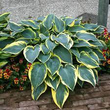 ✿Хоста гибридная `Valley`s Glacier` C3