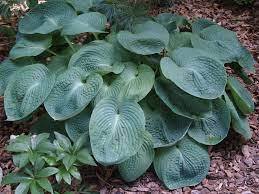 ✿Хоста Зибольда `Elegans` C3