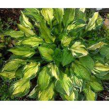 ✿Хоста Форчуна `Sharmon` C3