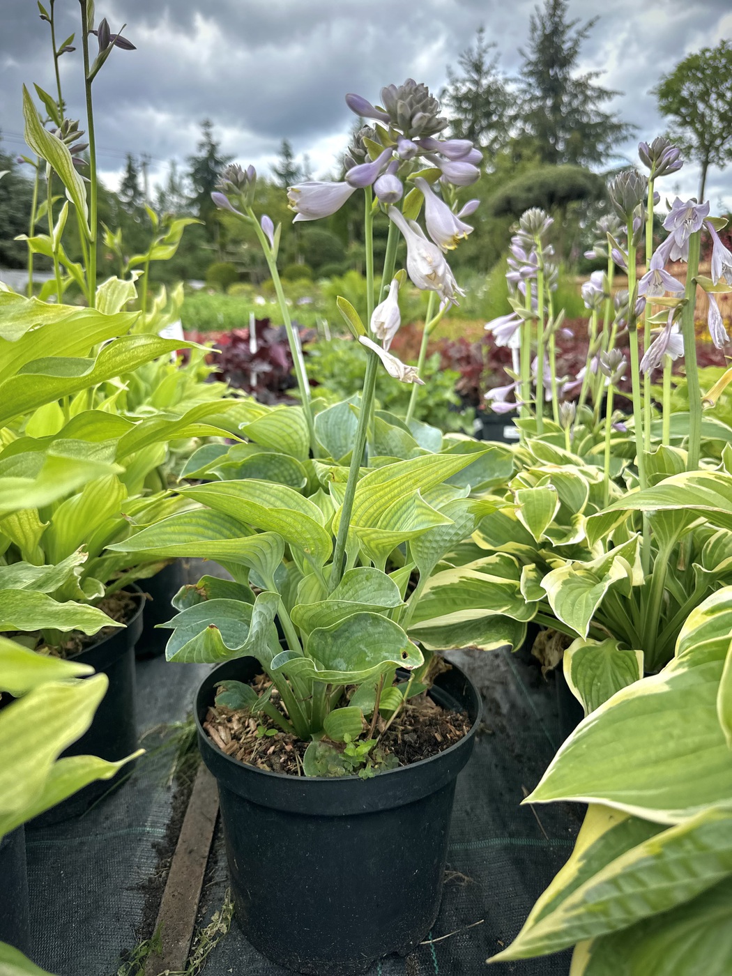 ✿Хоста гибридная `Big Daddy` C3