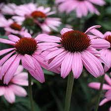 ✿Эхинацея пурпурная `Prairie Splendor Rose Compact` C3