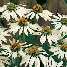 ✿Эхинацея пурпурная `Primadonna White` С3