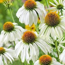 ✿Эхинацея пурпурная `White Swan` C3