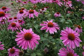 ✿Эхинацея пурпурная С3