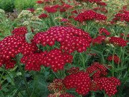 ✿Тысячелистник обыкновенный `Red Velvet` C3