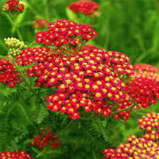 ✿Тысячелистник парковый `Paprika` C3