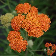 ✿Тысячелистник парковый `Terracotta` C3