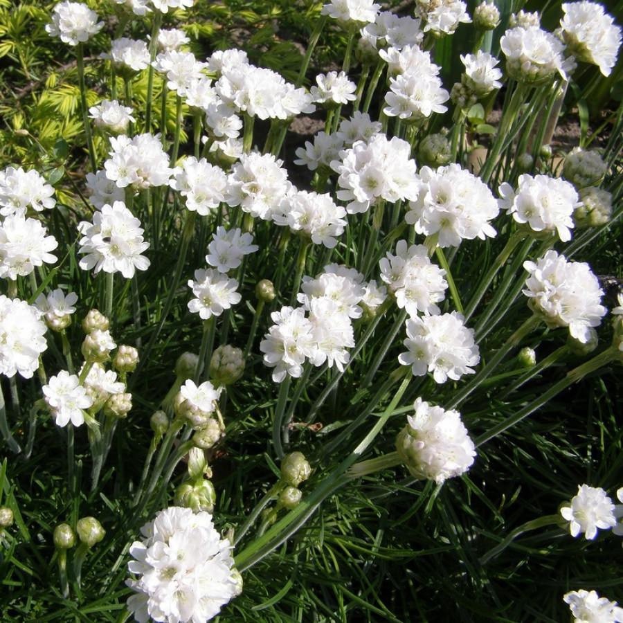 ✿Армерия приморская `Alba` C3