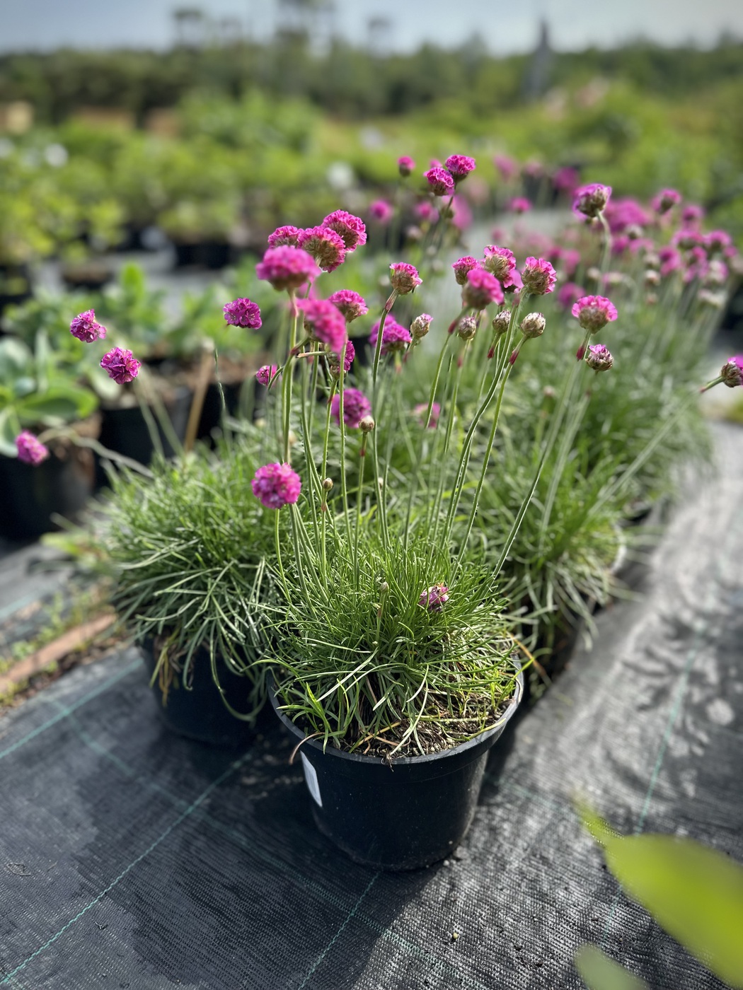 ✿Армерия приморская `Splendens` C3