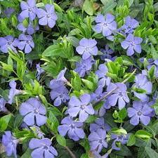 ★Барвинок малый С2/3