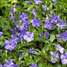 ✿Барвинок большой С5