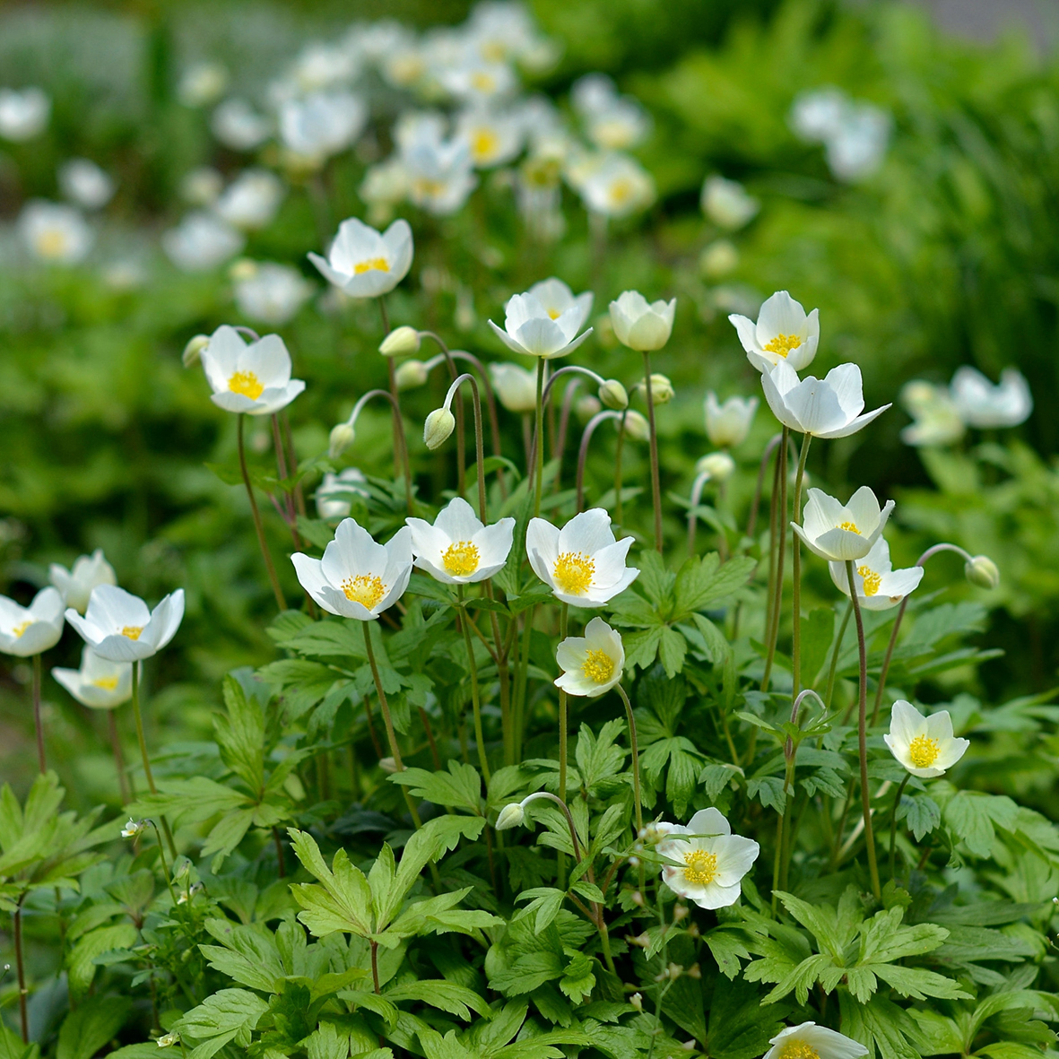 ✿Анемона лесная С3