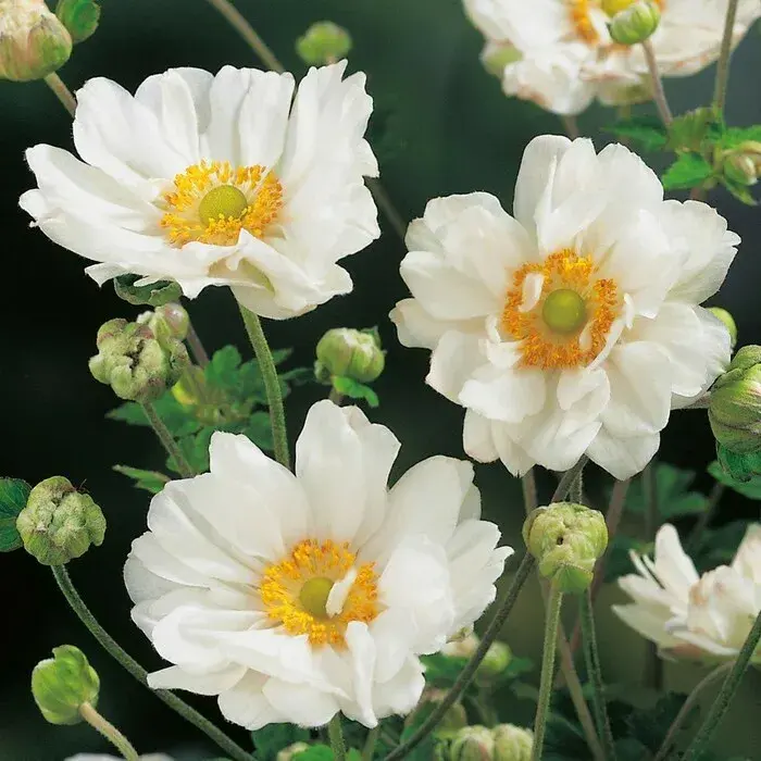 ✿Анемона японская `Andrea Atkinson` C3