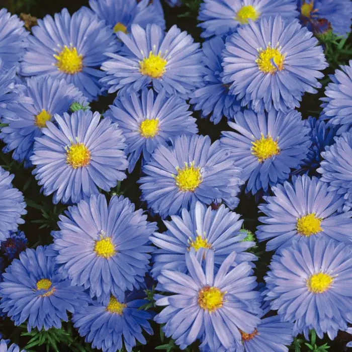 ✿Астра кустарниковая `Lady in Blue` C3