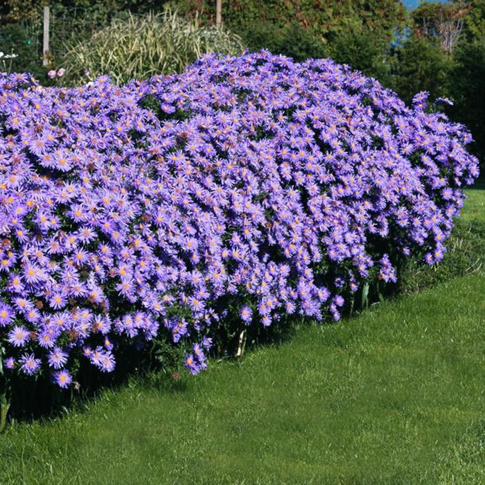 ✿Астра кустарниковая `Blaue Lagune` C3