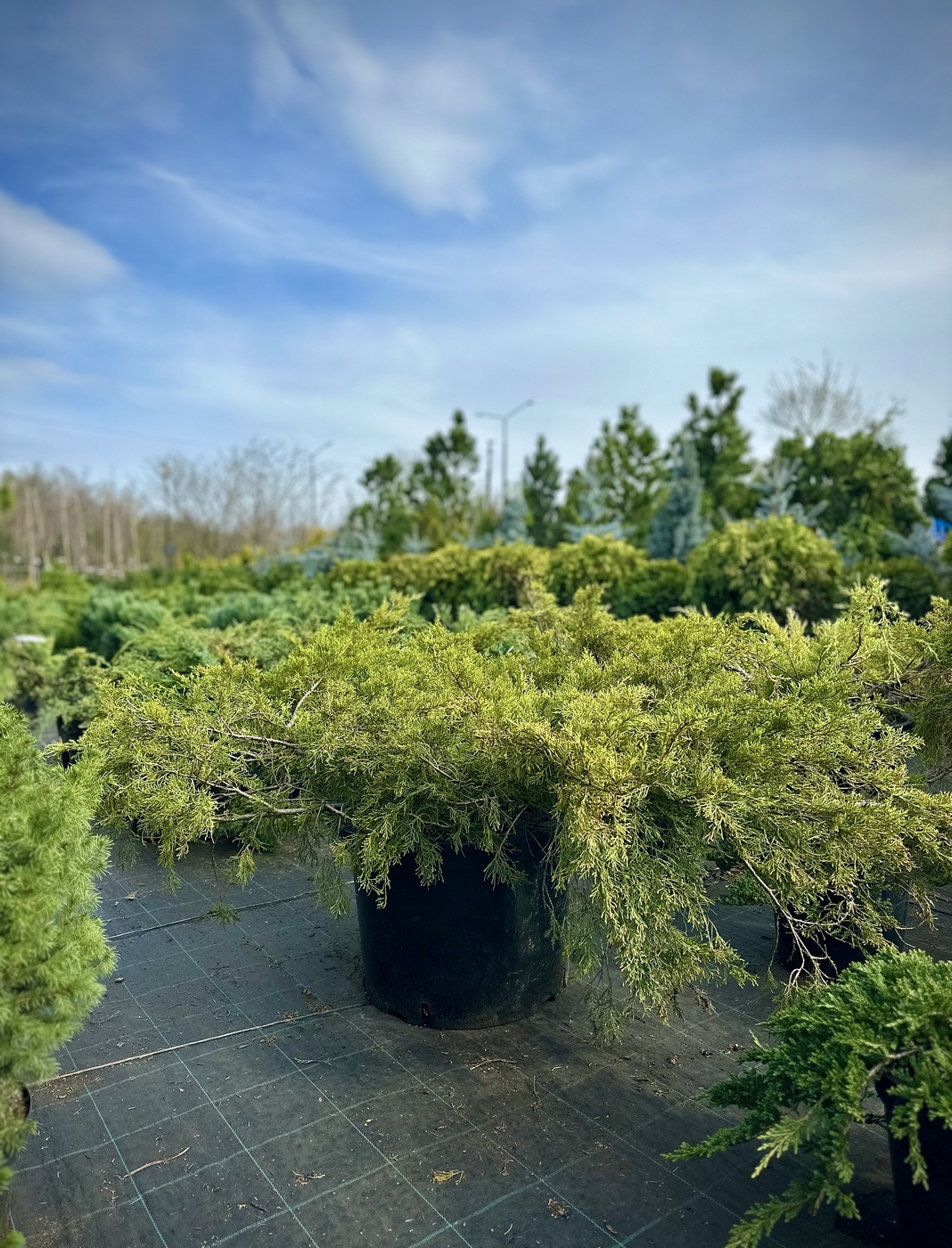 Можжевельник виргинский Хетц (Hetz)