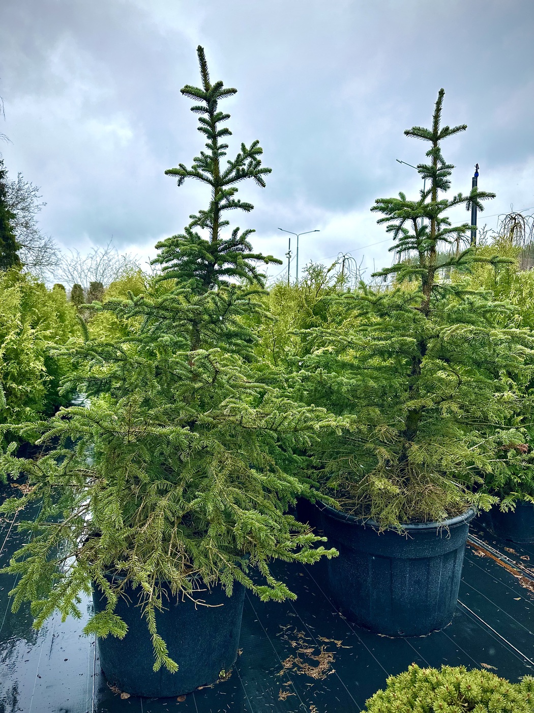Ель колючая (Picea pungens)