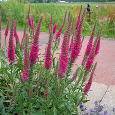 ★Вероника колосковая (розовая) C3