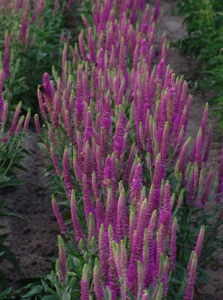 ✿Вероника колосковая `Atomic Red` C1.5