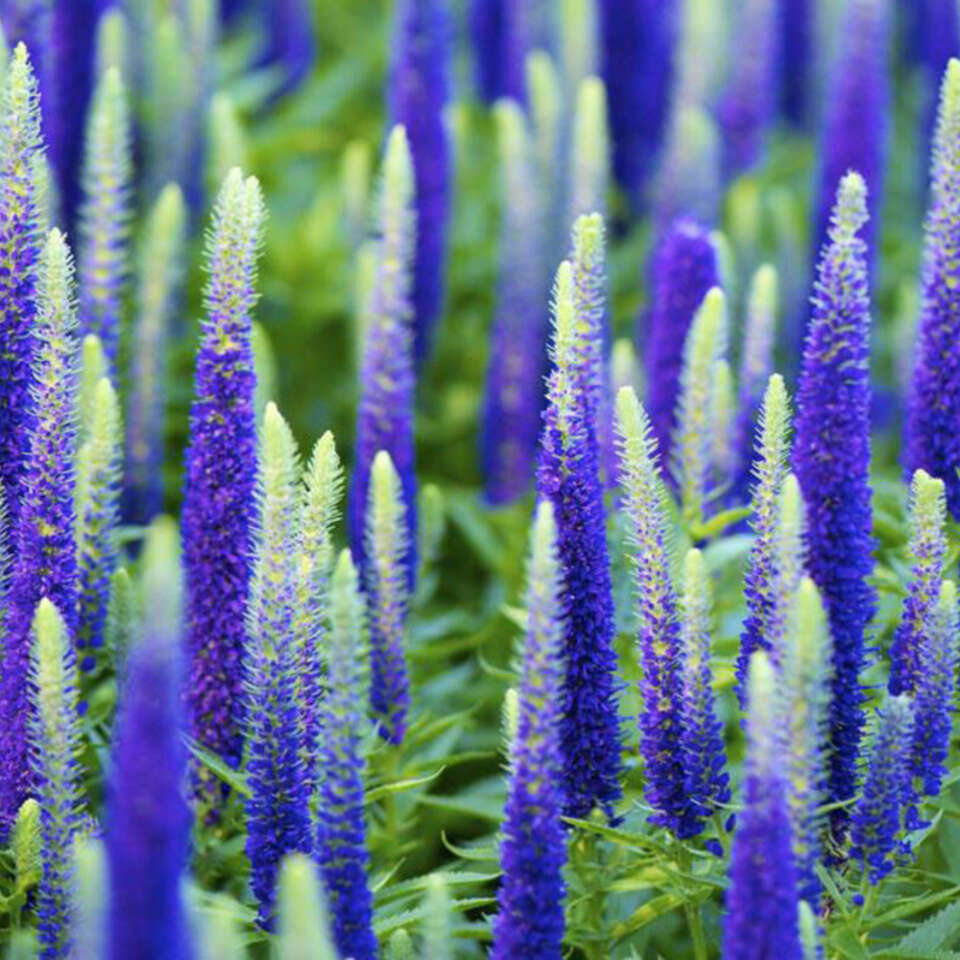 ✿Вероника колосковая `Blauteppich` C3