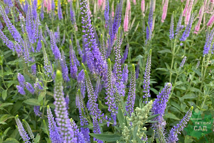 ✿Вероника длиннолистная `Pacific Ocean` C3