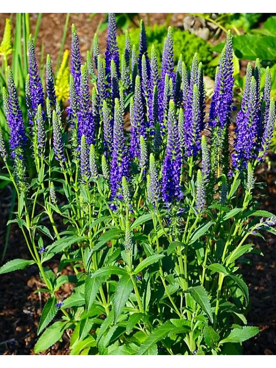 ✿Вероника колосковая `Anniversary Blue` C3