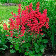 ✿Гейхера кроваво-красная `Red Spangles` С3