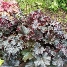 ✿Гейхера мохнатая С2/3