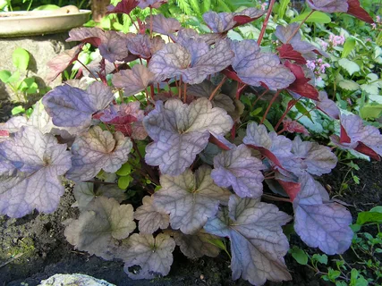 ✿Гейхера мелкоцветковая `Shusta Daisy` С2/3