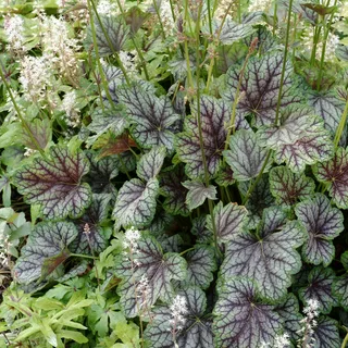 ✿Гейхера цилиндрическая `Green Finch` С2/3