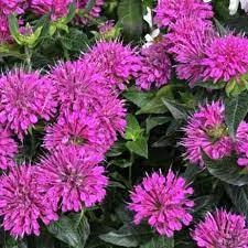 ✿Монарда гибридная `Baby Spice` С3