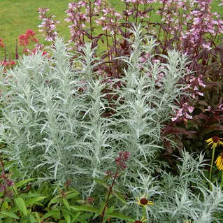 ✿Полынь Пурша С3