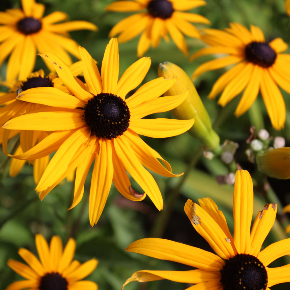 ✿Рудбекия блестящая `Goldsturm` C3