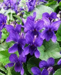 ✿Фиалка душистая `Konigin Charlotte` C3