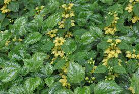 ✿Яснотка зеленчуковая С2/3