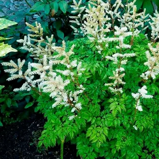 ✿Волжанка кокорышелистная С3