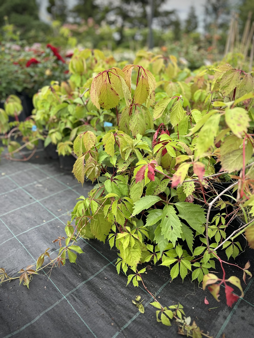 ★Виноград девичий пятилисточковый С3