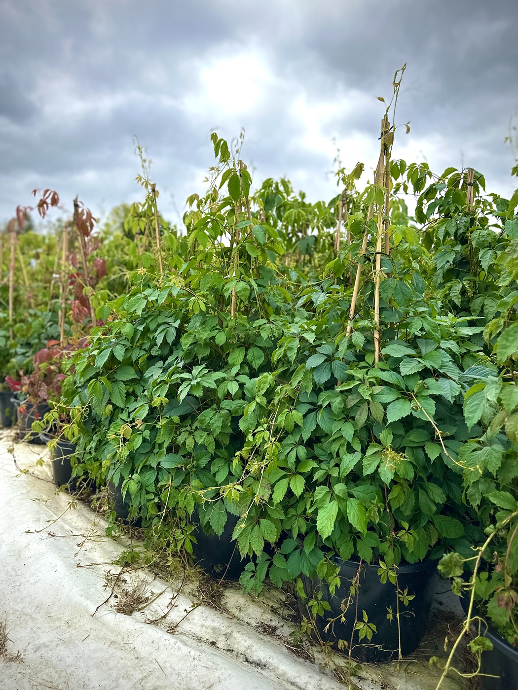 ★Виноград девичий пятилисточковый С35