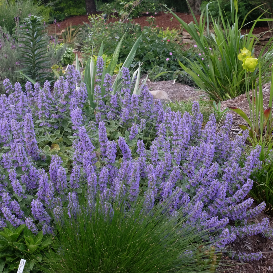 ♛Котовник Фассена Сикс Хиллс Джайант (Six Hills Giant) C3