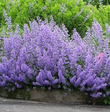 ★Котовник Фассена С3