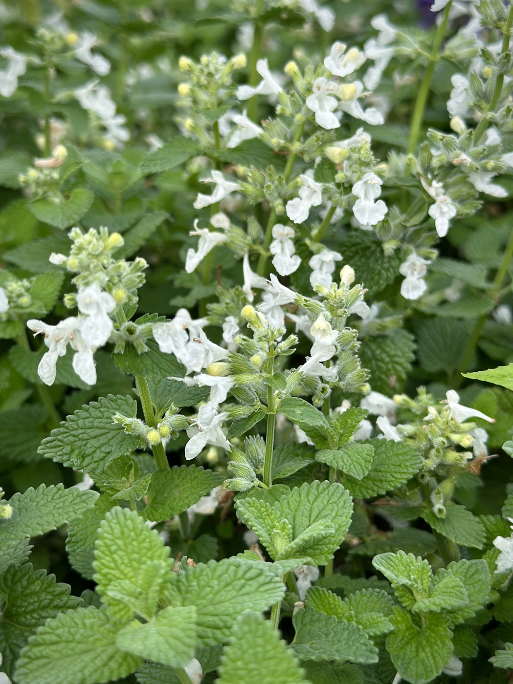 Котовник Фассена Сноуфлейк (Snowflake)