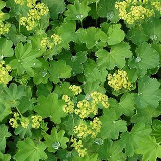 ✿Манжетка мягкая `Thriller` С3