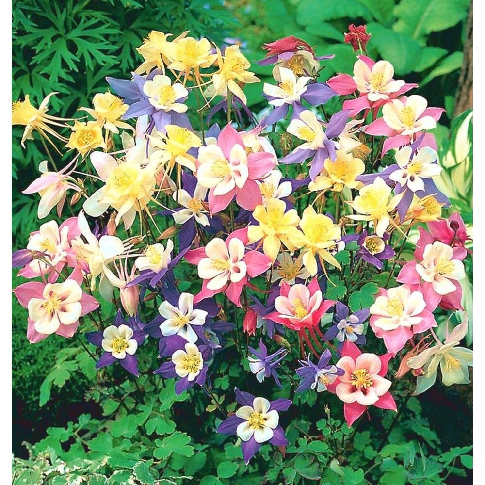 ✿Аквилегия обыкновенная `Biedermeier mix` C2