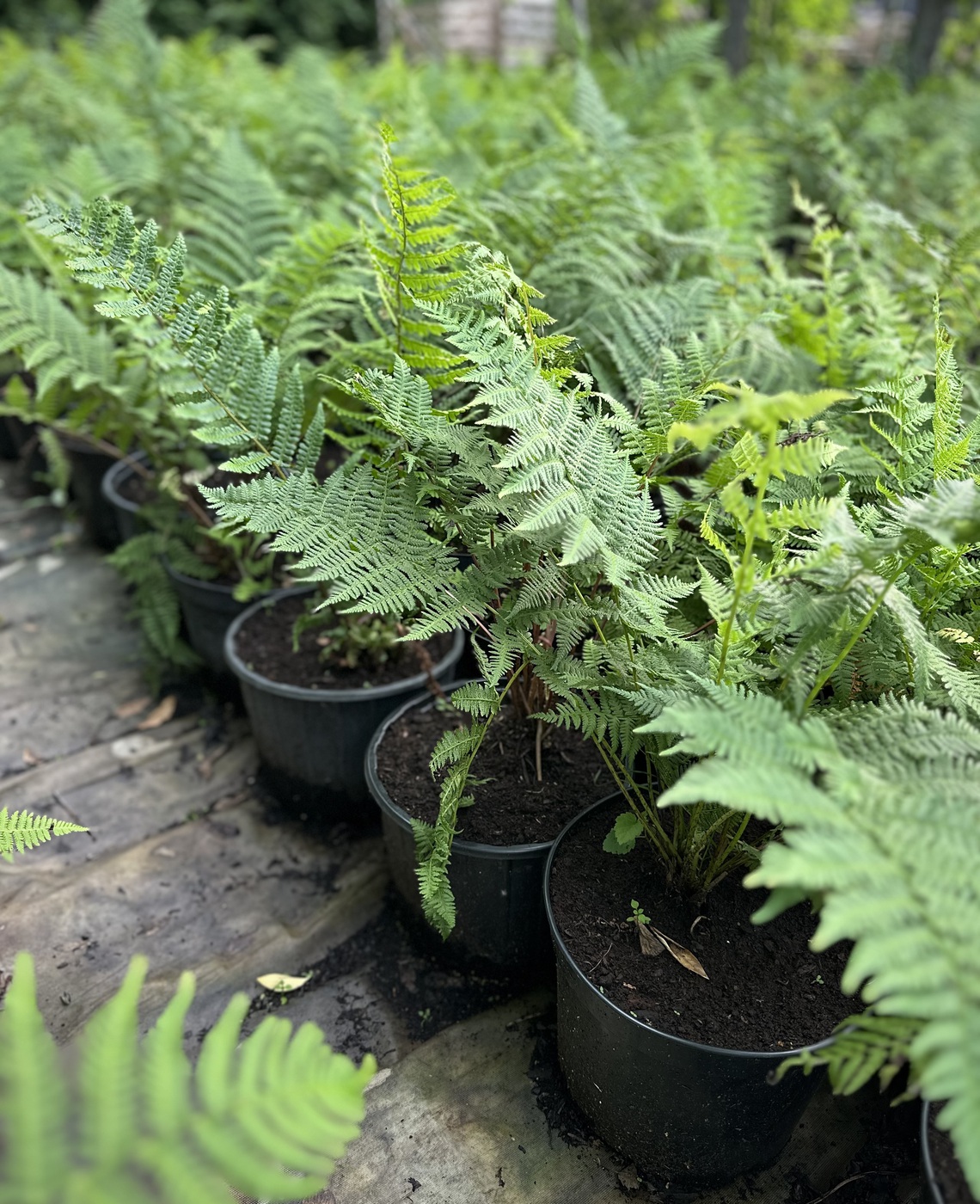 ✿Кочедыжник (папоротник) С7.5