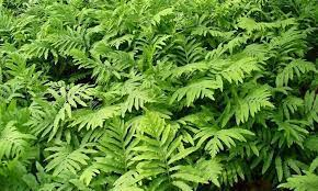 ✿Оноклея чувствительная С3