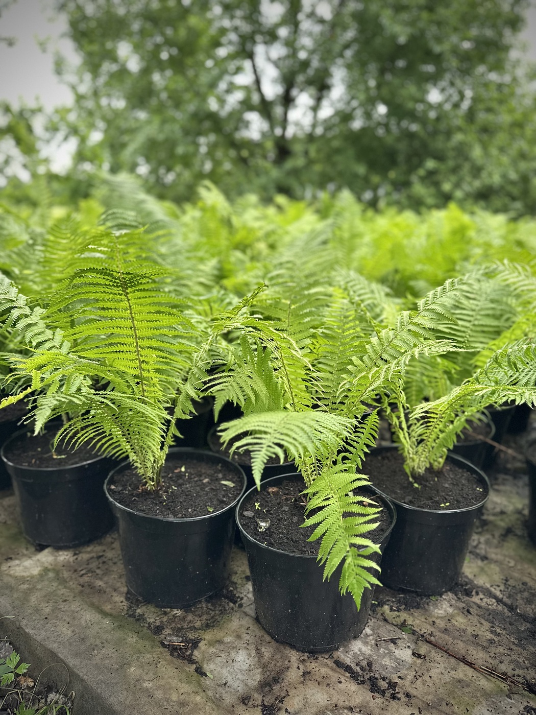 ✿Страусник (папоротник) С7.5