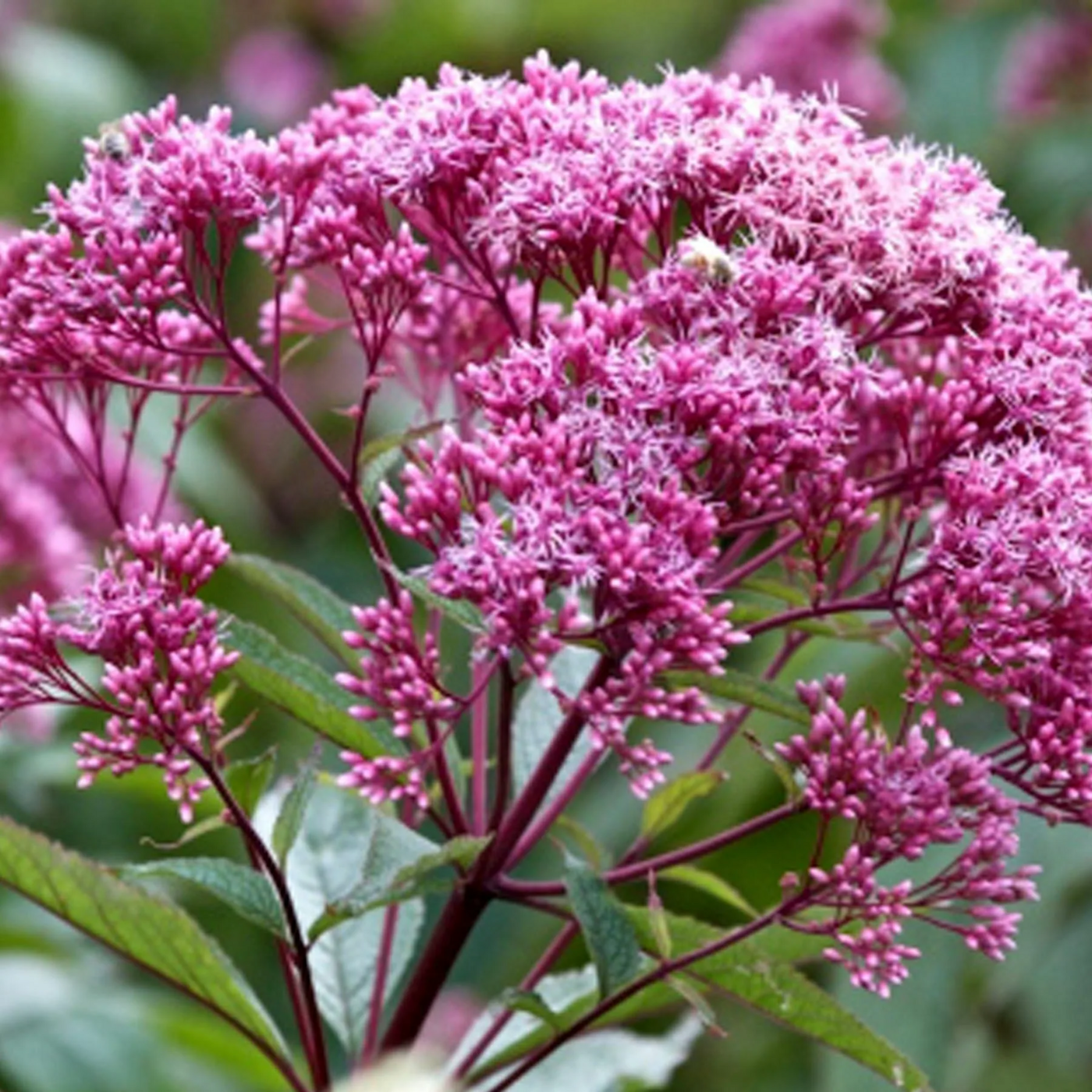 ✿Посконник пятнистый `Atropurpureum` C3