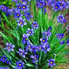 ✿Сизиринхиум узколистный `Blue Eyes Grass` C3