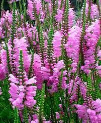 ✿Физостегия С3