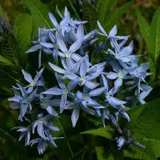 ✿Амсония `Blue Ice` С3